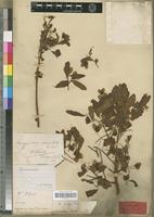 Type of Hymenocardia granulata Beille [family EUPHORBIACEAE]