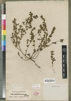 Isosyntype of Euphorbia sanguinea Boiss. var. intermedia Boiss. [family EUPHORBIACEAE]
