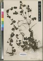Type of Veronica abyssinica Fresen. [family SCROPHULARIACEAE]