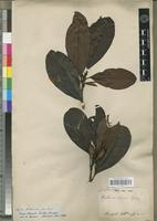 Type of Wallacea insignis Spruce ex Benth. & Hook. f. [family OCHNACEAE]