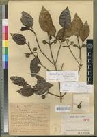 Type of Neonauclea foveolata Capuron [family RUBIACEAE]