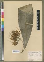 Isotype of Pavetta testui Bremek. [family RUBIACEAE]