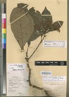 Holotype of Pavetta longistyla S.D. Manning [family RUBIACEAE]