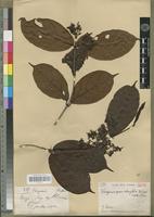 Isotype of Vangueriopsis olacifolia Robyns [family RUBIACEAE]