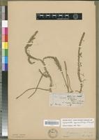 Isotype of Lycopodium inundatum L. var. bigelowii Tuckerm. [family PTERIDOPHYTA]