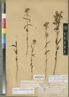 Isolectotype of Sebaea oldenlandioides S. Moore [family GENTIANACEAE]