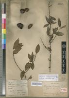 Lectotype of Strychnos vacacoua Baill. [family LOGANIACEAE]