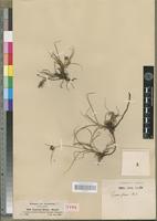 Syntype of Cyperus fissus Steud. [family CYPERACEAE]