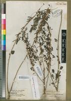 Type of Indigofera arrecta A.Rich. [family FABACEAE-PAPILIONOIDEAE]