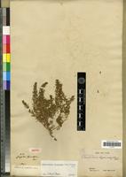 Isotype of Chenopodium bipinnatifidum Moric. ex Moq. [family CHENOPODIACEAE]