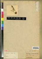 Holotype of Chenopodium tweedii Moq. [family CHENOPODIACEAE]