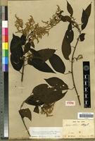 Syntype of Lagrezia altissima Moq. [family AMARANTHACEAE]