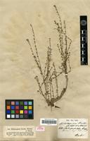 Syntype of Heliotropium bicolor DC. [family BORAGINACEAE]