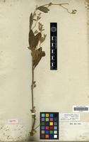 Isotype of Telanthera vestita Anderss. [family AMARANTHACEAE]
