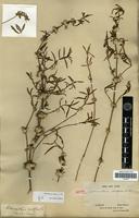 Isotype of Alternanthera nodiflora R.Br. [family AMARANTHACEAE]