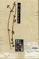 Isotype of Philoxerus portulacoides var. commersonii St.-Hil. [family AMARANTHACEAE]