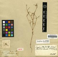 Isotype of Gomphrena lanata R.Brown [family AMARANTHACEAE]