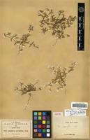 Isotype of Gomphrena pringlei Coulter & Fischer [family AMARANTHACEAE]