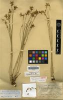 Isotype of Gomphrena equisetiformis Fries [family AMARANTHACEAE]