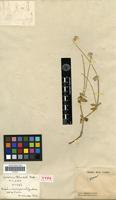 Holotype of Gomphrena blanchetii Moq. [family AMARANTHACEAE]