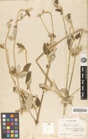 Isotype of gomphrena claussenii Moq. [family AMARANTHACEAE]