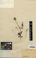 Isotype of Gomphrena elegans Mart. [family AMARANTHACEAE]