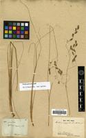 Type of Festuca orgyalis Willd.ex Spreng. [family POACEAE]