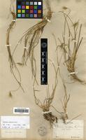 Holotype of Hordeum comosum C.Presl var. rigidum E.Desv. [family POACEAE]