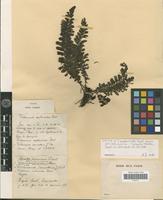Isotype of Trichomanes asplenioides C.Presl [family PTERIDOPHYTA]
