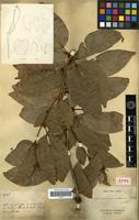 Holotype of Cynometra neo-caledonica Guillaumin [family FABACEAE-CAESALPINIOIDEAE]
