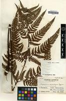 Type of Dryopteris sordidipes Tagawa [family PTERIDOPHYTA]