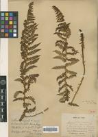 Type? of Polystichum sinense (Christ) Christ [family PTERIDOPHYTA]