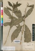 Syntype of Acalypha klotzschii Baill. [family EUPHORBIACEAE]