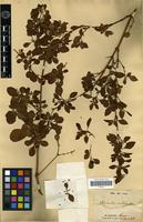 Type of Achyranthes mutica Gray [family AMARANTHACEAE]