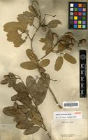 Type? of Arytera chartacea Radlk. [family SAPINDACEAE]