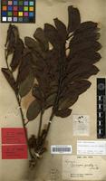 Type? of Cupaniopsis azantha Radlk. [family SAPINDACEAE]