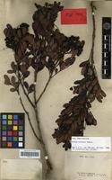 Isolectotype of Guioa crenata Radlk. [family SAPINDACEAE]