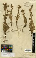 Paratype of Phacelia serrata J.W.Voss [family HYDROPHYLLACEAE]