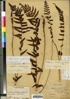 Type? of Athyrium pycnosorum Christ [family PTERIDOPHYTA]