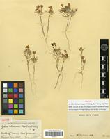 Isotype of Eriastrum pluriflorum (A.Heller) H.Mason subsp. sherman-hoytiae (T.T.Craig) H.Mason [family POLEMONIACEAE]