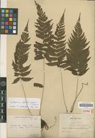 Holotype of Cyclogramma flexilis (Christ) Tagawa [family PTERIDOPHYTA]
