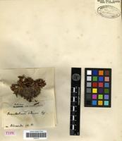 Type of Acantholimon fetissowi Regel [family PLUMBAGINACEAE]