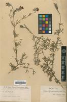 Type of Verbena tenuisecta Briq. [family VERBENACEAE]