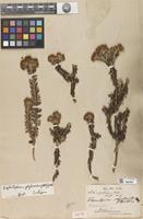 Isotype of Diplostephium phylicoides (Kunth) Wedd. [family ASTERACEAE]