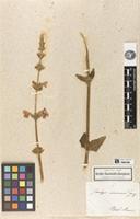 Filed as Stachys coccinea Jacq. [family LAMIACEAE]