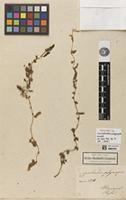 Holotype of Convolvulus polycarpus Kunth [family CONVOLVULACEAE]