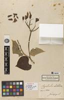 Holotype of Convolvulus abutiloides Kunth [family CONVOLVULACEAE]
