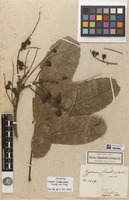Holotype of Cupania scrobiculata Kunth, nom. illeg. [family SAPINDACEAE]