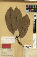 Isotype of Litsea perglabra C.K.Allen [family LAURACEAE]