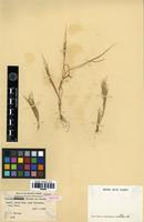 Isotype of Panicum konaense Whitney & Hosaka [family POACEAE]